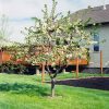 Evans Cherry #15 - Image 3